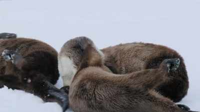 The pups must master
these routines - Epic Yellowstone