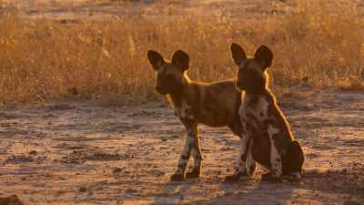 The pups need their pack, - Wild Babies