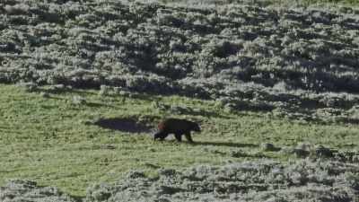 The pursuit could last for days. - Epic Yellowstone