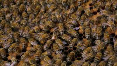 The queen is no absolute ruler
controlling the other bees. - Cosmos: Possible Worlds