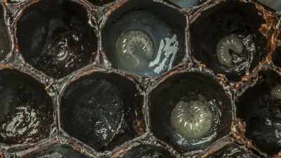 The queen's role is
almost entirely reproductive. - Cosmos: Possible Worlds
