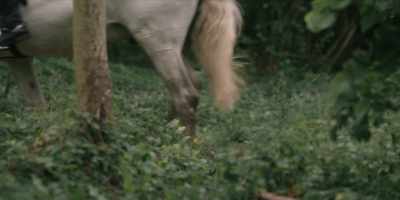 The Radletts loved animals, - The Pursuit of Love