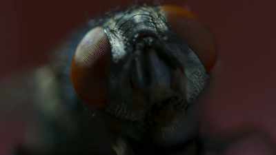 The rafflesia, however, has the fly
exactly where it wants it. - The Green Planet