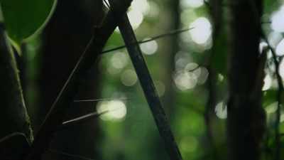 The rainforest can be a scary place. - Attenborough's Life in Colour