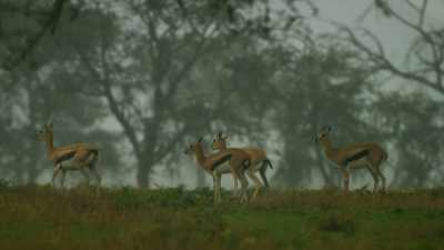 The rains may refresh and renew, - Serengeti