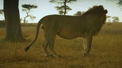 The rains will bring the great
migration, and food for all. - Serengeti