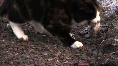 - The rats, instead of being adverse - Zombies! Prepping for the Apocalypse