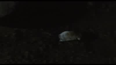 The rats love parchment even more than scholars doLet's follow him - The Name of the Rose