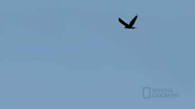 The raven was the creator
in the beginning. - Life Below Zero: First Alaskans