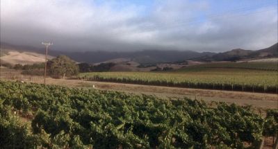 The reason that this region is so good for pinot - Sideways