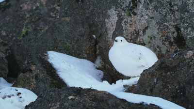 The recent decrease in snow cover
has made them only too conspicuous. - Attenborough's Life in Colour