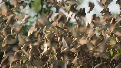 'The red-billed quelea
are also heading off. - A Year on Planet Earth