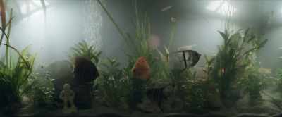 The red discus.
Has a very delicate constitution. - Maigret