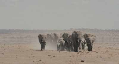 The refuge is a water hole
fed from underground. - The Elephant Queen