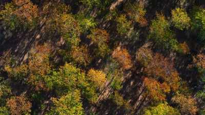 The relationship
between trees and animals in a forest - Our Planet