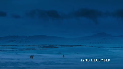 'The relentless search for food
continues - A Year on Planet Earth