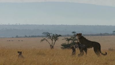 The remaining cubs take their cue from Kuleta. - Chasing the Rains