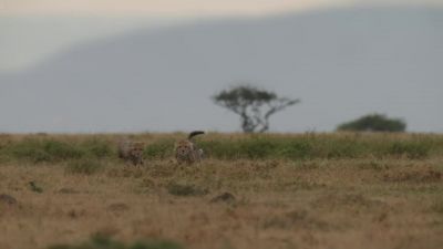 The remaining cubs will need to grow up fast - Chasing the Rains