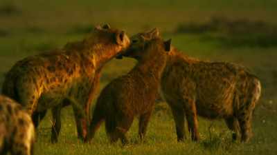 The respect of the clan is hard-won, - Serengeti