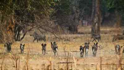 The rest of the pack
have spotted some warthogs... - Predators