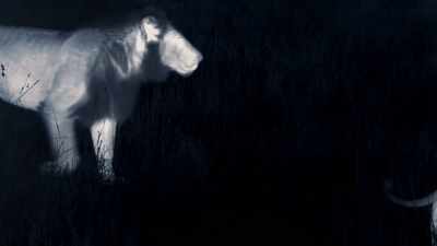 The rest of the pride arrive to eat. - Dynasties