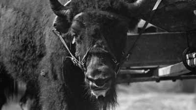 "The result," Baynes wrote, - The American Buffalo