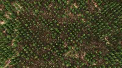 The result is that now we have
enormously thick forests - Bring Your Own Brigade