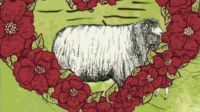 The result --
the leicester sheep, - Six Degrees with Mike Rowe