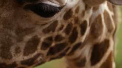 The reticulated giraffe
population - The Woman Who Loves Giraffes