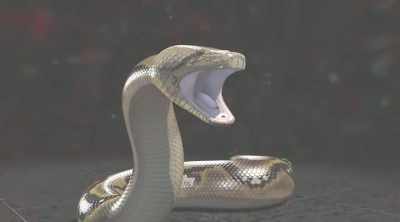 The reticulated python
bites its prey - Kings of Pain