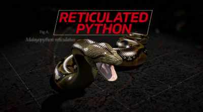 - The reticulated python,
malayopython reticulatus. - Kings of Pain