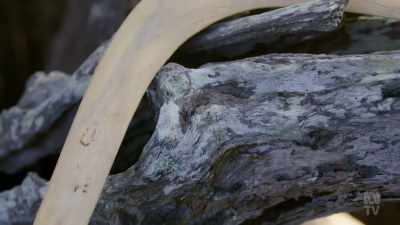 The returning boomerang - Aussie Inventions That Changed The World