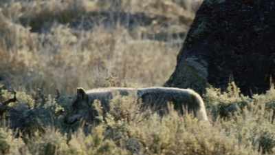 The revival in the park exceeded - Yellowstone: One-Fifty