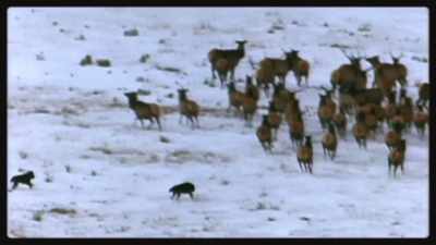 The revival of the hunt - Epic Yellowstone