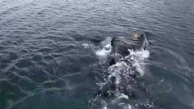''The rich organs inside
hold the nutrients they need,'' - Secrets of the Whales