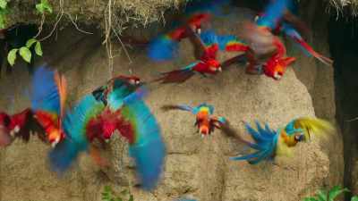 The richest and most diverse
continent on Earth... - Seven Worlds, One Planet