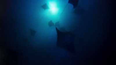 The richness of these waters
is based on microscopic plants, - Blue Planet II