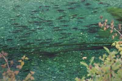 The right thing is to work on
our rivers that we've destroyed - Artifishal