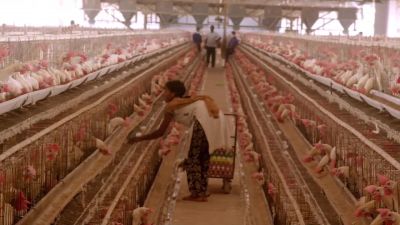 The risk then comes that these viruses jump into humans - Eating Animals