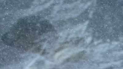 The river otters continue
their desperate trek - Yellowstone: One-Fifty