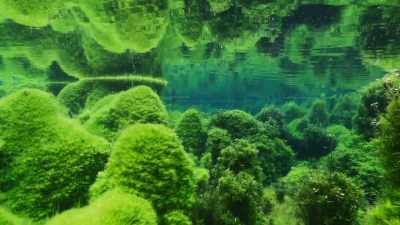 The river is so crystal clear
that its bed is bathed in sunlight. - The Green Planet