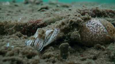 The royal flush sea slug. - Wild Isles