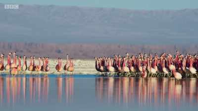 The rules are something
of a mystery. - Planet Earth: A Celebration