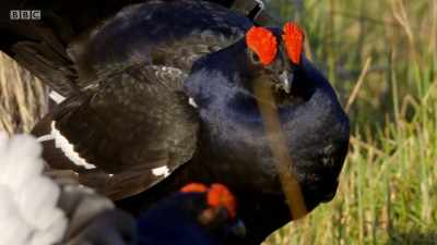 The rules of engagement are clear. - Wales: Land of the Wild