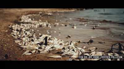 The runoff from those procedures
create dead zones in the environment. - Seaspiracy