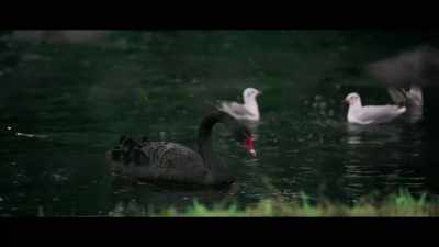 The Russian cultural attaché's
black bread - Good Omens