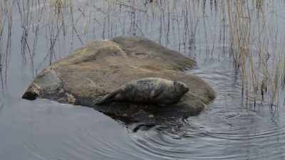 The Saimaa ringed seal, - Wild Nordic