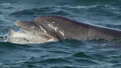 The salmon may be over a metre long
and difficult to swallow... - Wild Isles