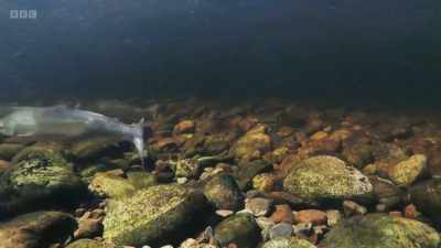 The salmon push on ever higher, - Wild Isles