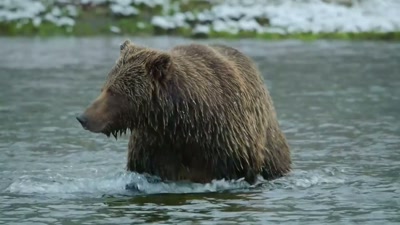 'The salmon season
is coming to an end. - A Year on Planet Earth
